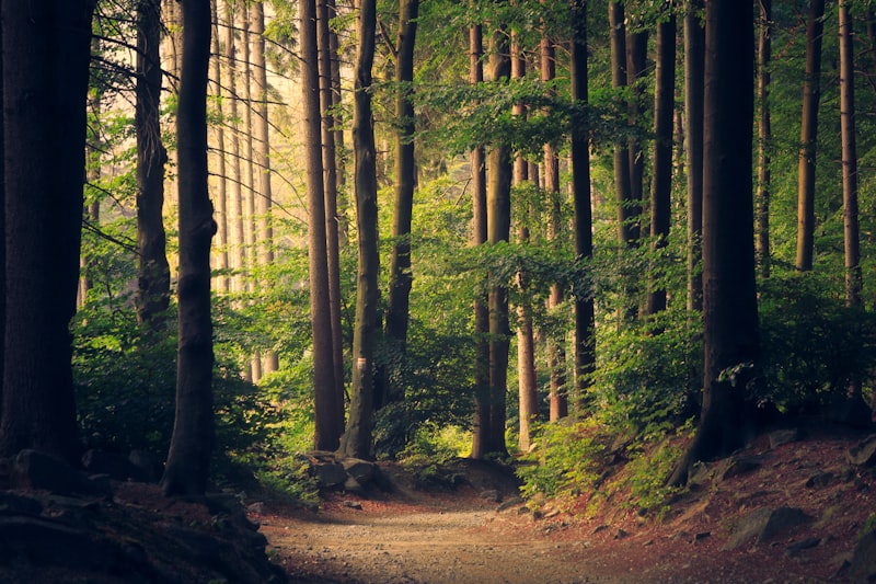 Forest Background